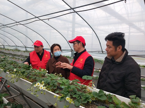 3月3日 区农业农村局组织农技专家志愿者到珠龙镇悠兰山蓝莓谷新时代文明实践乡村振兴示范基地开展农业指导.jpg