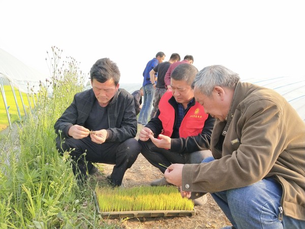 2020年4月25日,南谯区农技推广中心志愿者深入沙河、黄泥岗镇育秧工厂查看诊断秧苗病害,并提出防治措施。(拍摄者:金清;拍摄单位:南谯区农业农村局).jpg