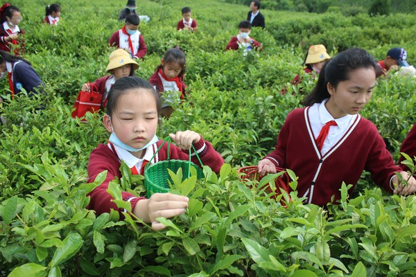 2022年5月13日，滁州市会峰小学组织学生到施集茶叶基地开展劳动美实践活动2.JPG