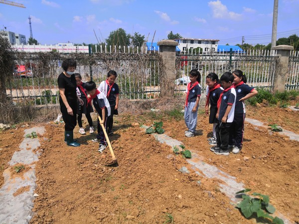 劳动教育：2022年5月23日，滁州市南谯区腰铺镇中心小学在学校菜地开展&ldquo;劳动实践&rdquo;主题教育活动.jpg