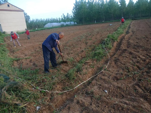 2022年9月2日油坊村新时代文明实践站开展环境美化志愿服务（拍摄者：杨雨&lsquo;拍摄单位：南谯区沙河镇油坊村委会）.jpg