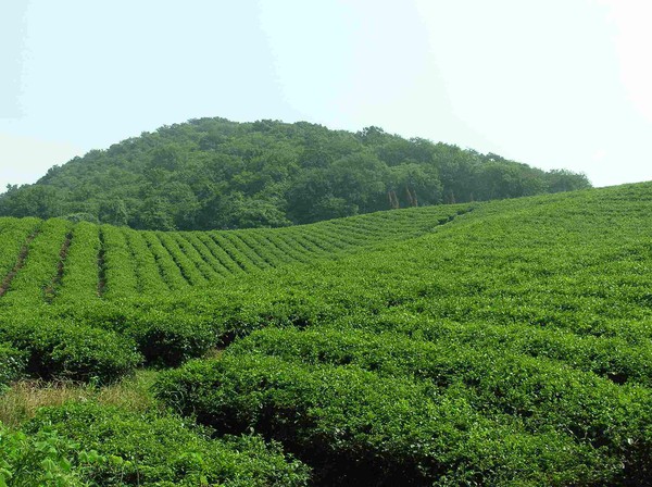 茶叶.jpg