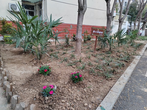 补种绿植扮靓小区2.jpg