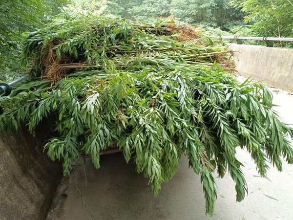 2023年8月7日，滁州市南谯区沙河镇油坊村组织开展“保护生态环境、铲除一枝黄花”活动（拍摄者：刘宏烨；拍摄单位：南谯区沙河镇油坊村）2.jpg