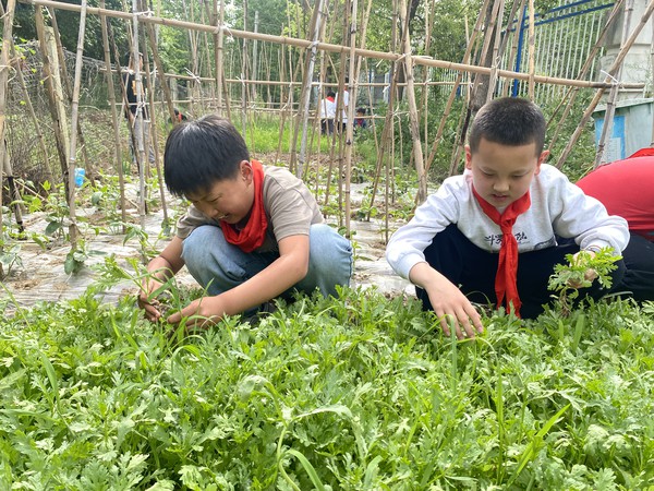 摘菜，拔草.jpg