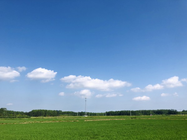新塘村小麦田 (拍摄者：孙纪美）.jpg